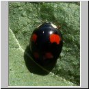 Harmonia axyridis - Asiatischer Marienkaefer 42 hsk.jpg